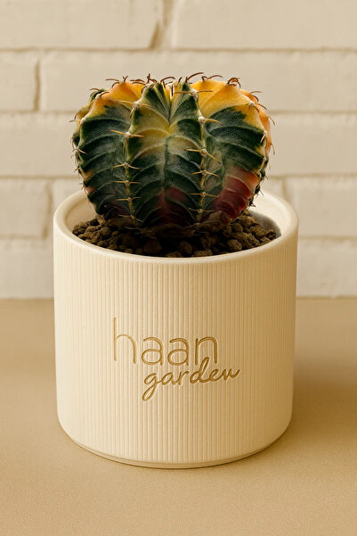 haan garden Gymnocalycium Variegata / Kaktüs