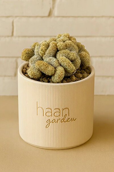 haan garden Mammillaria Elongata Cristata / Kaktüs