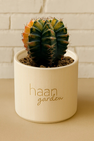 haan garden Gymnocalycium Variegata / Kaktüs