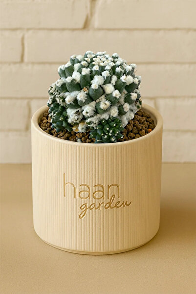 haan garden Mammillaria bucareliensis cv. Erusamu / Kaktüs