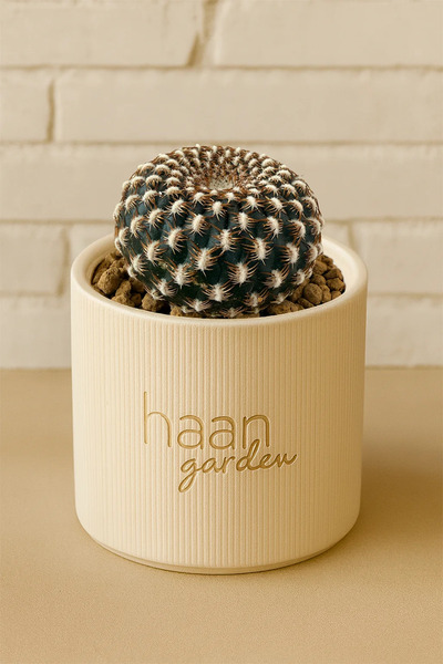 haan garden Sulcorebutia Arenacea / Kaktüs