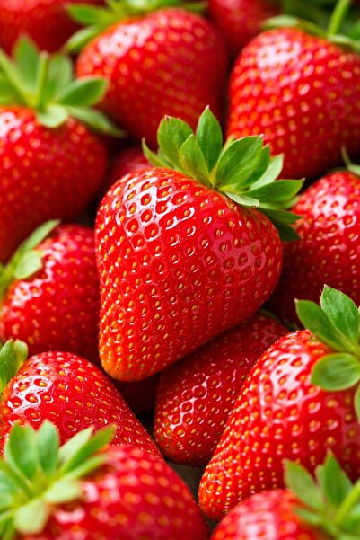 çınar fidancılık SABRİNA 7 VEREN 15 ADET SOĞUGA DAYANIKLI AÇIK KÖK FRİGO ÇİLE...