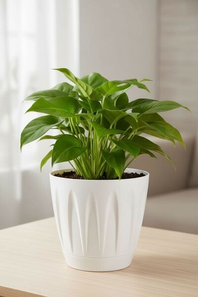 Bliss Papatya Saksı 3 lt Parlak Plastik Kendinden Tabaklı Drenajlı Çiçek Saksısı