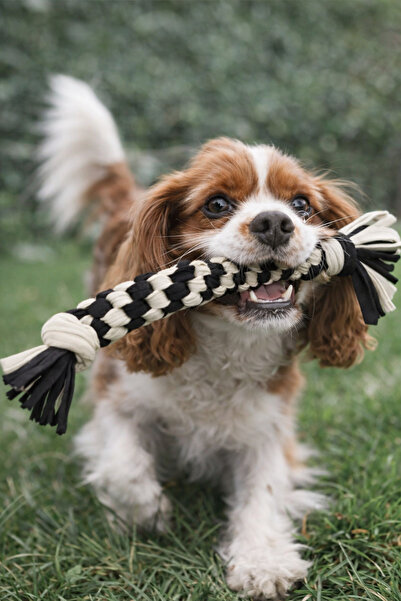 Tüylü Tezgah حبل لعب للكلاب، حبل لعب للكلاب، حبل تدريب للكلاب