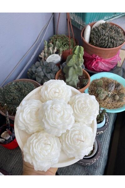 tohumtoprak Bernami Şakayik Kokulu Mum 2 Li Beyaz Renk