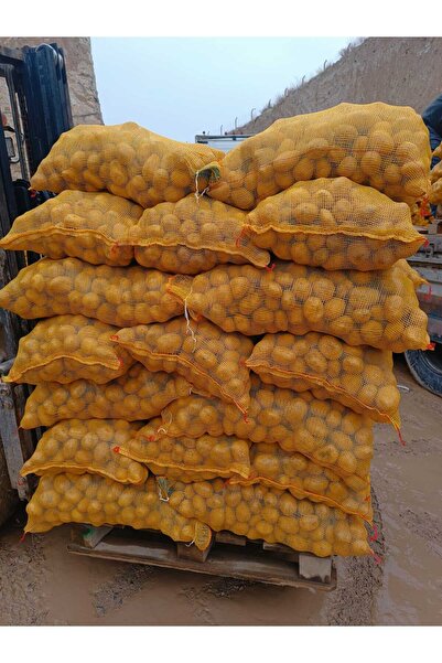 PASO PATATES&SOĞAN Patates Tohumu Agria 25 kg