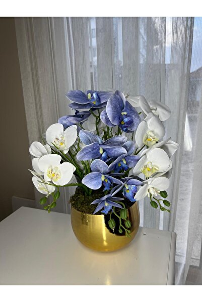 Acarya Design Gold saksıda mavi orkide aranjmanı