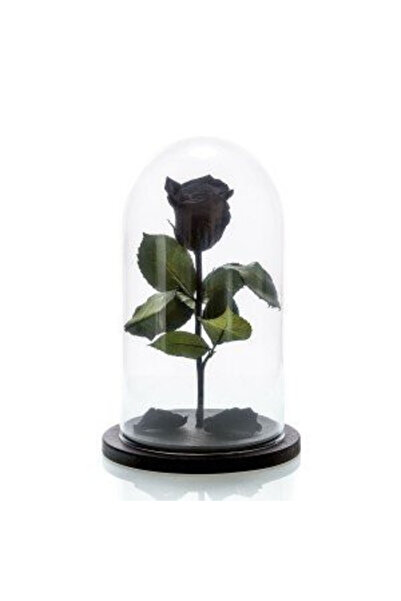 velve Trandafir Criogenat in cupola de sticla cu blat negru, pe pat de petale...