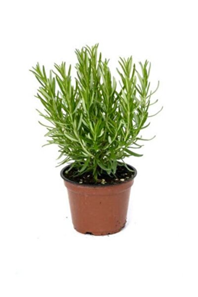 Genel Markalar Eğrelti Yeşili Biberiye Fidanı ( Rosmarinus Officinalis) 10-20 cm