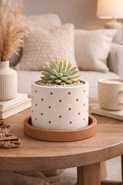 OrganicArtShop Organicart Puantiyeli Sukulent Saksı Tarçın (Bitkisiz)