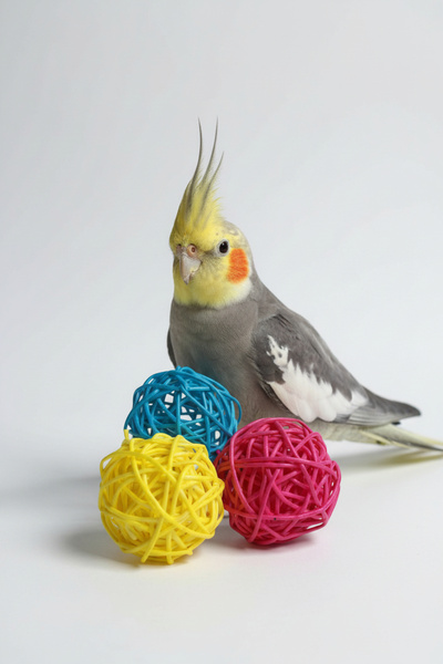 Alyones 3 adet Renkli Toplar Kemirgen Çiğneme Oyuncağı | Hamster, Kobay ve Kü...