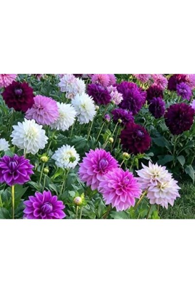 Karahasanoğlu Tarım YERLİ BÜYÜK YILDIZ ÇİÇEĞİ (DAHLİA) TOHUMU 25 ADET TOHUM