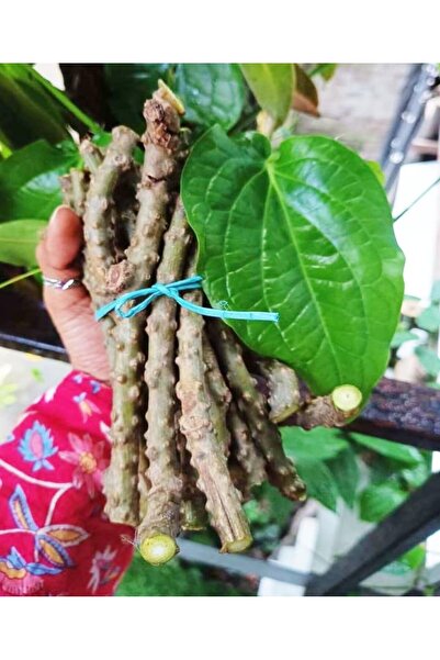 Gachwala جذع نيم جيلوي طازج (7 بوصات) / عصا نيم جيلوي - يساعد على تحسين الهضم...