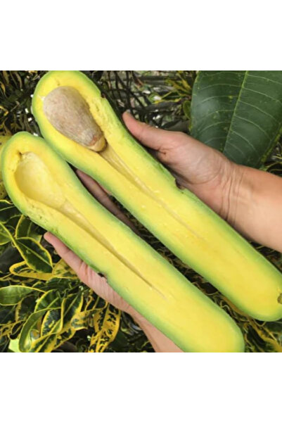 TABER Dev Uzun Avokado Fidanı (Long Neck) - 2 Yaş Aşılı Sertifikalı - Gurme Ç...