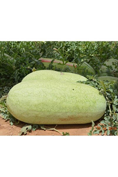 Bathurat Basharat Watermelon Seeds 10g