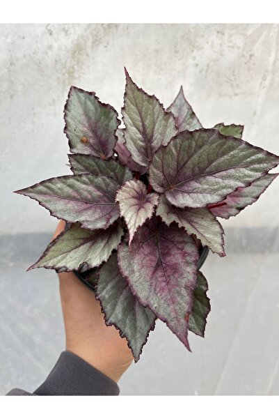 nazlı çiçekçilik REX Begonya Lila Gümüşii Begonia