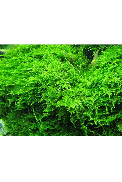Oquanus Christmass Moss (Vesicularia montagnei) Akvaryum Canlı Bitki 200 Cc