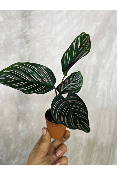 nazlı çiçekçilik Calathea Ornata Dua Çiçeği 5,lik Saksıda