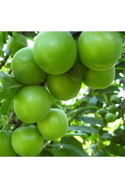 ASES TÜPLÜ 4 YAŞ MEYVE VEREN YEŞİL CAN ERİK FİDANI BOY 180-200 CM