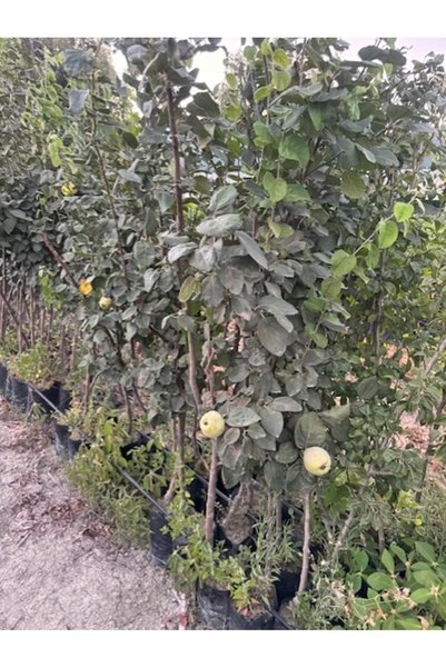 ASES TÜPLÜ 4 YAŞ MEYVE VEREN EKMEK AYVA FİDANI BOY 180-200 CM