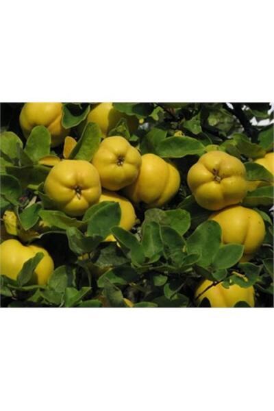 ASES TÜPLÜ 4 YAŞ MEYVE VEREN EKMEK AYVA FİDANI BOY 180-200 CM