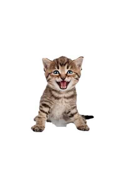 Yash 3D photo wallpaper Cat pattern, size 20x30 cm, multicolor