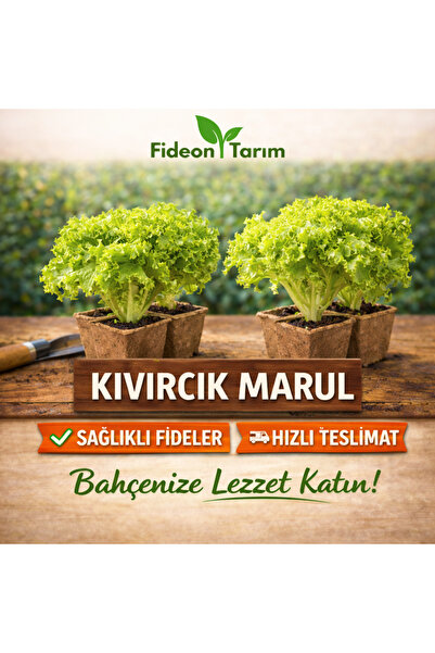 Fideon Kıvırcık Marul Fidesi | Bahçe ve Saksıya Uygun - 5 Adet