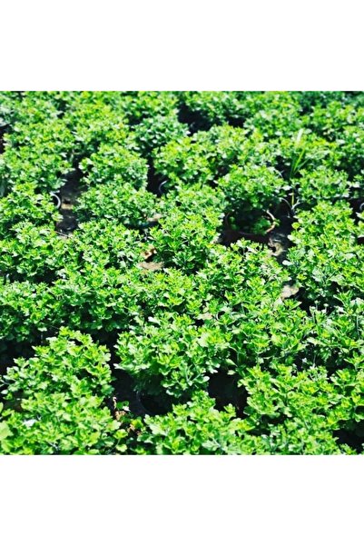 Mimoza Peri Beyazı Renk Kasımpatı 10-20 cm