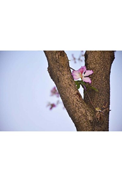 larosee Bauhinia Purpurea