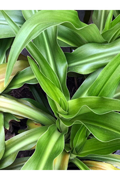 larosee Italian Cactus - Crinim