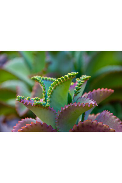 larosee Mexican Hat - kalanchoe daigremontiana