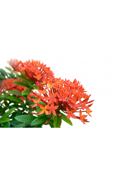 larosee Multicolor Double Ring