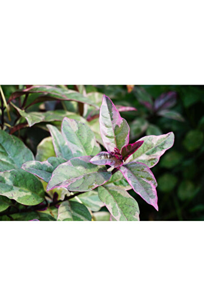 larosee Graptophyllum pictum