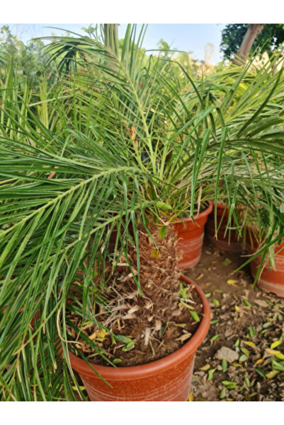 larosee Phoenix Roebelenii