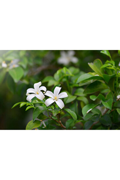 larosee Aromatic Mirrors 15 15 15