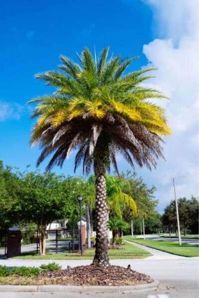 larosee Date Palm - Barhi - Ratana