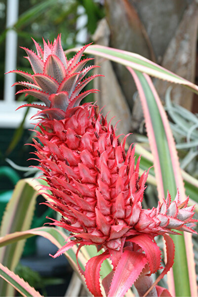 YavuzTropikalFidan KIRMIZI ANANAS FİDANI 3 YAŞ 50 CM