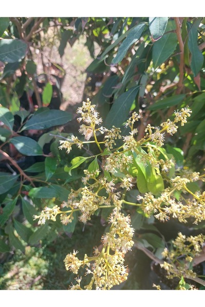 YavuzTropikalFidan AŞILI LİÇİ FİDANI 9 YAŞ 150 CM