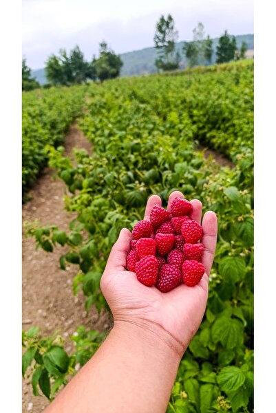 BONUS MEYVE BAHEÇELERİ AHUDUDU FRAMBUAZ FİDANI YEDİVEREN HERİTAGE (AÇIK KÖK) ...