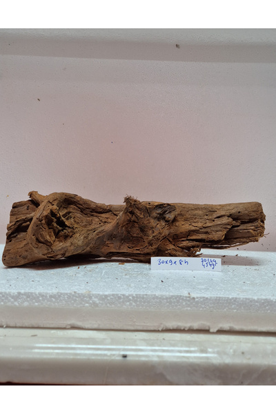 Meç Mangrow Kökü (No:30144) [30x9x8h]