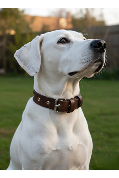 balkonda طوق للكلاب قابل للتعديل للسلالات المتوسطة بعرض 3 سم من الجلد