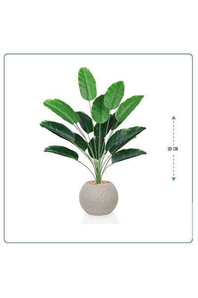 SADANHOME Green banana leaf seedling in an 85cm plastic pot