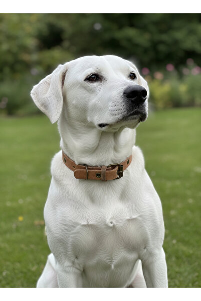 balkonda Dog Collar Adjustable Small, Medium and Large Breeds 1.5cm Width Lea...