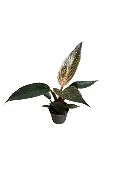 Betonish Philodendron Birkin 'Pink Blush'