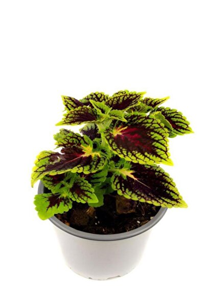 Mimoza Kolyos Yeşil Yaprak Güzeli Çiçeği Fidanı 1 Adet 10-20 cm