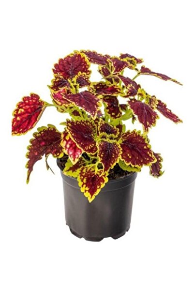 Mimoza Saksılı Kolyos Yaprak Güzeli Çiçeği Fidanı Balkon Çiçeği 1 Adet