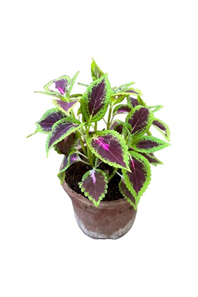 Mimoza Kolyos Yaprak Güzeli Çiçeği Fidanı 1 Adet 10-20 Cm