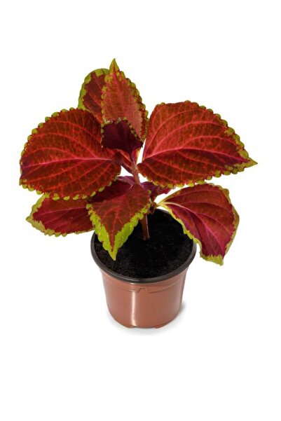 Mimoza Kahverengi Yaprak Güzeli Çiçeği Fidanı 1 Adet