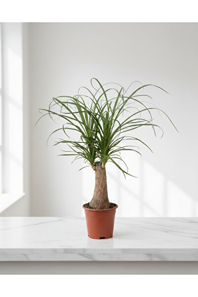 SUKULENTİSTANBUL Nolina - Fil Ayağı Bitkisi Beaucarnea Recurvata -50cm