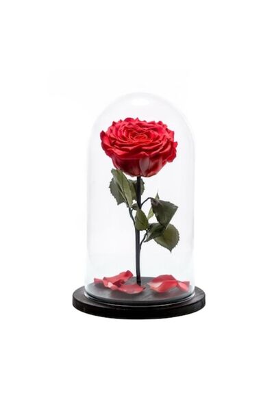 OEM Frozen Rose in Glass Dome, 30cm on Dark Brown Base, Personalized Plate, Red